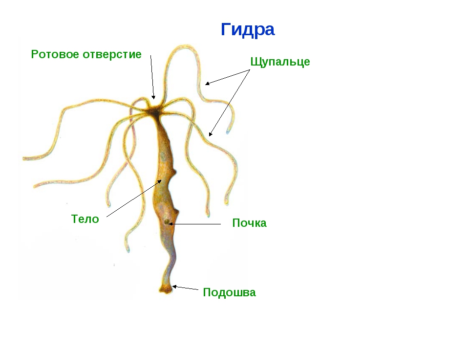 Kraken купить клад