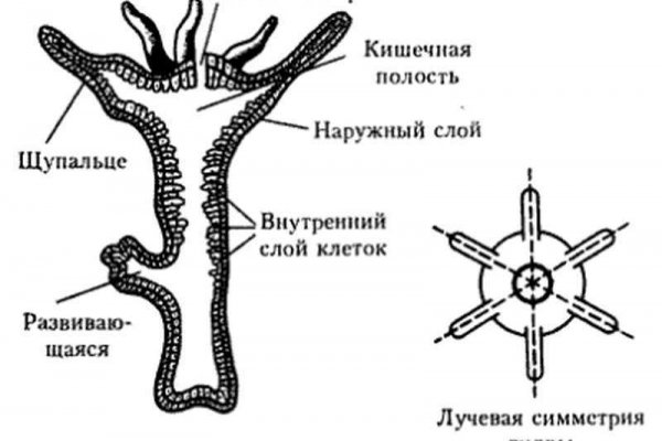 Рабочие ссылки и зеркала кракен